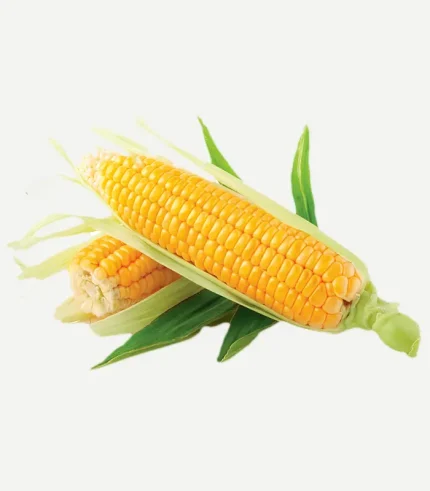Sweet Corn-Bhutta