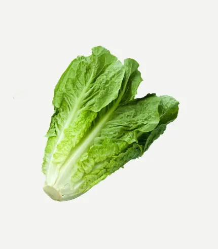 Lettuce Green (Iceberg)