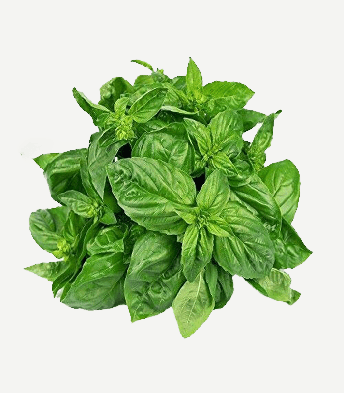 Basil Leaves-WS-1 Buy Basil Leaves Online in Bengaluru