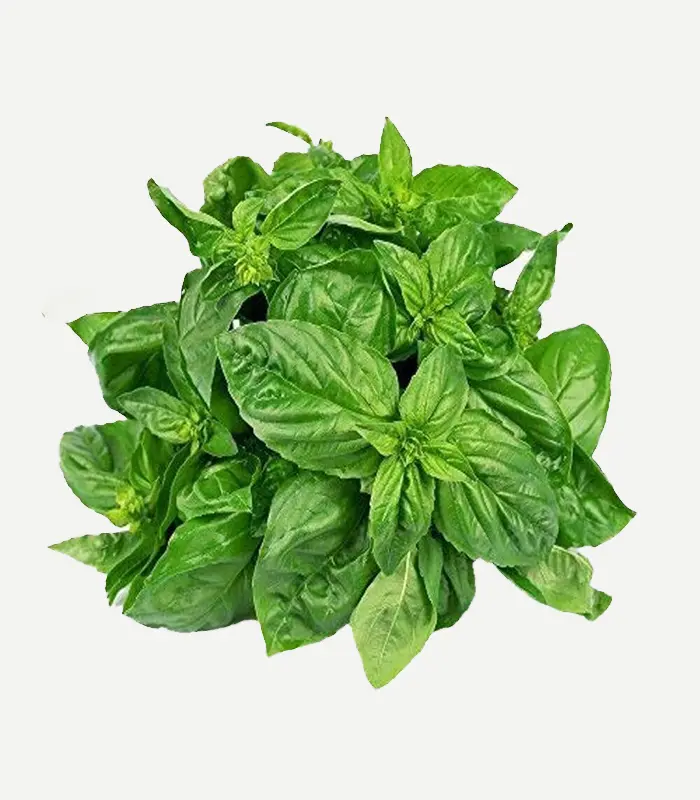 Basil Leaves-WS-1WP