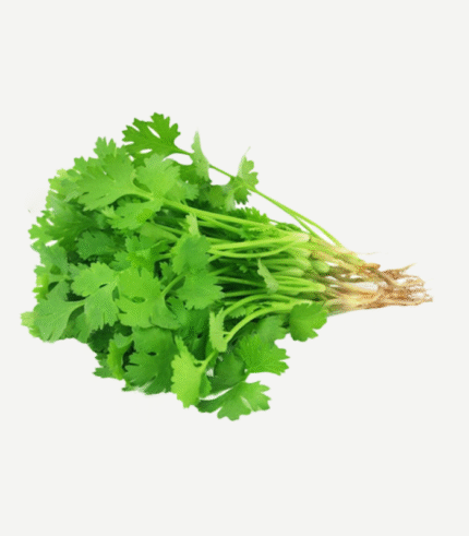 Coriander - Kathimir