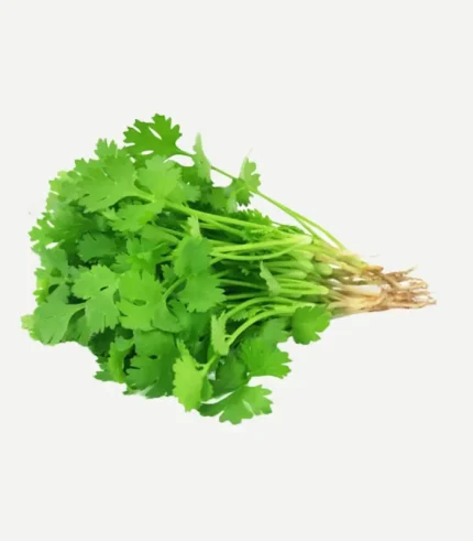 Coriander-Kathimir