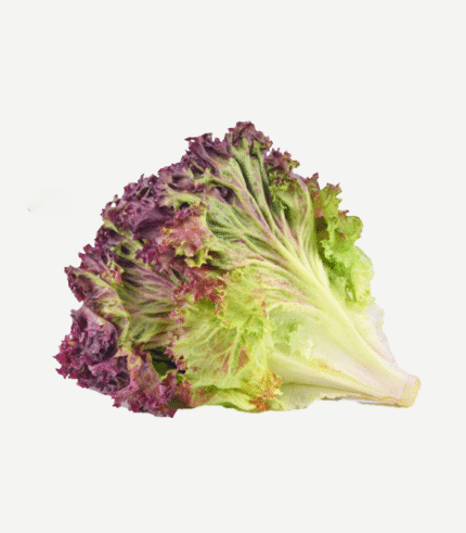 Lettuce Red-(Oak Leaves)