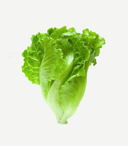 Romaine Lettuce