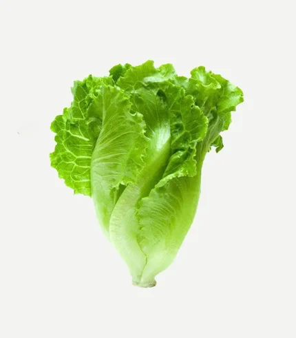 Romaine Lettuce