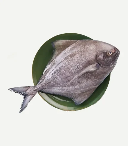 Black Pomfret